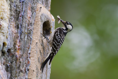ቀይ-cocked Woodpecker ምስል