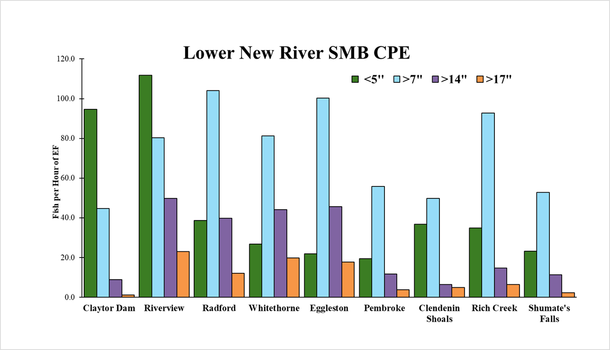 የመኸር ወቅት የአሞሌ ገበታ 2025 የሎወር ኒው ሪቨር ስሞልማውዝ ባስ የመያዣ መጠኖች በወንዝ ክፍል እና በመጠን ደረጃ።