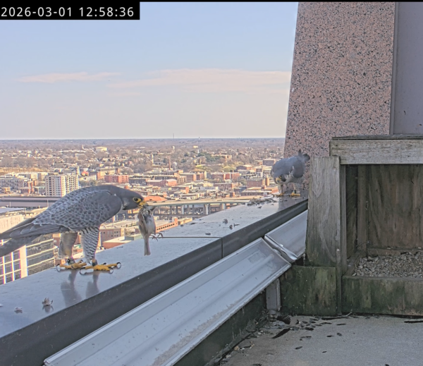 ሁለት ጭልፊቶች በአንድ ሰማይ ጠቀስ ሕንፃ ዳርቻ ላይ። አንዱ አፉ ውስጥ ትንሽ ወፍ ይዞ ነው።