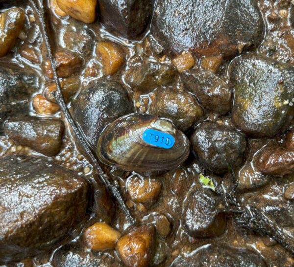 የDwarf Wedgemussel ምስል