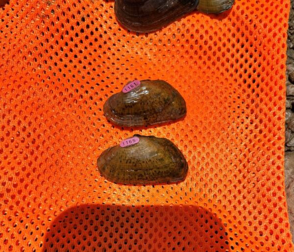 የ Elktoe ምስል