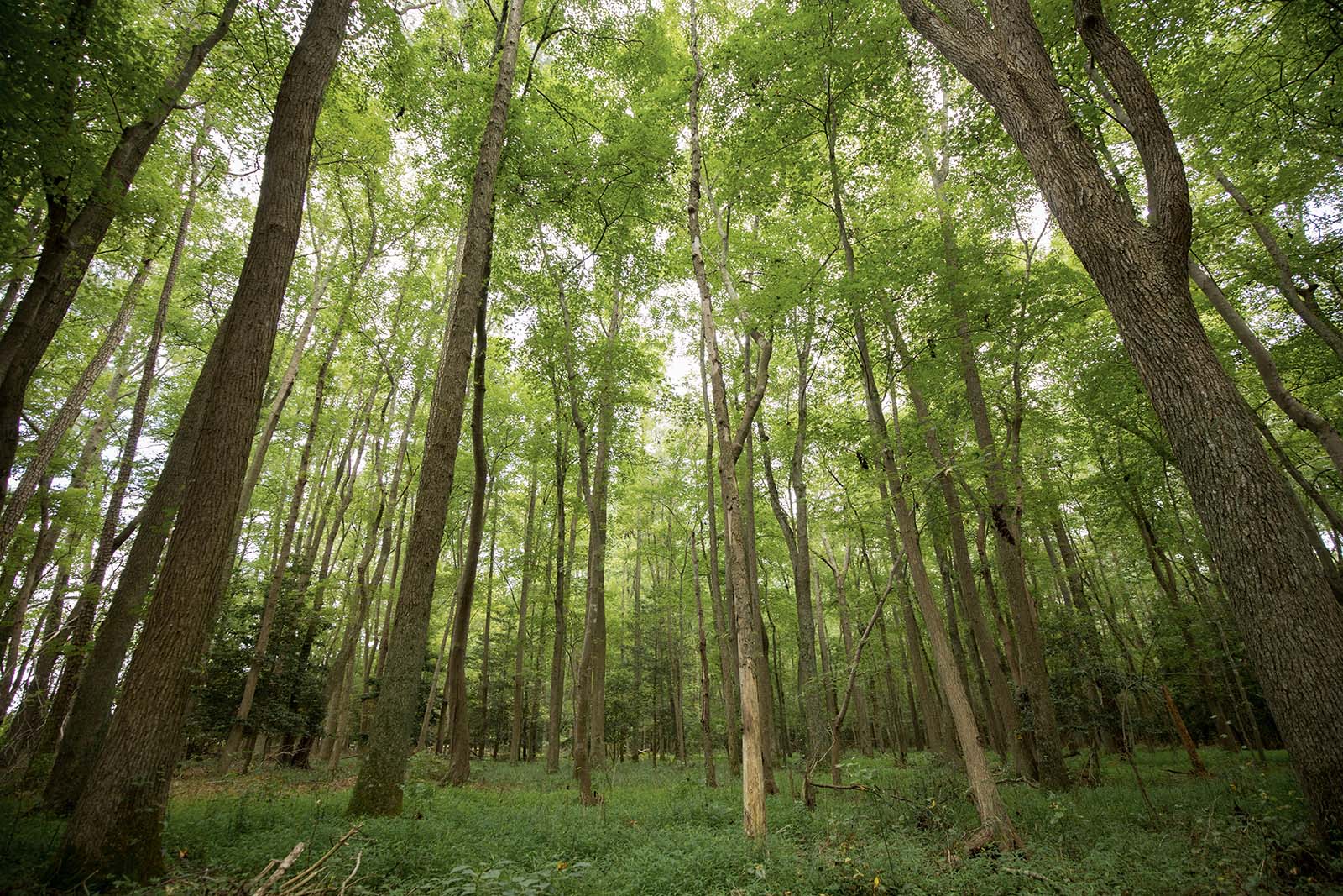 አረንጓዴ ቅጠሎች ያሉት ዛፎች