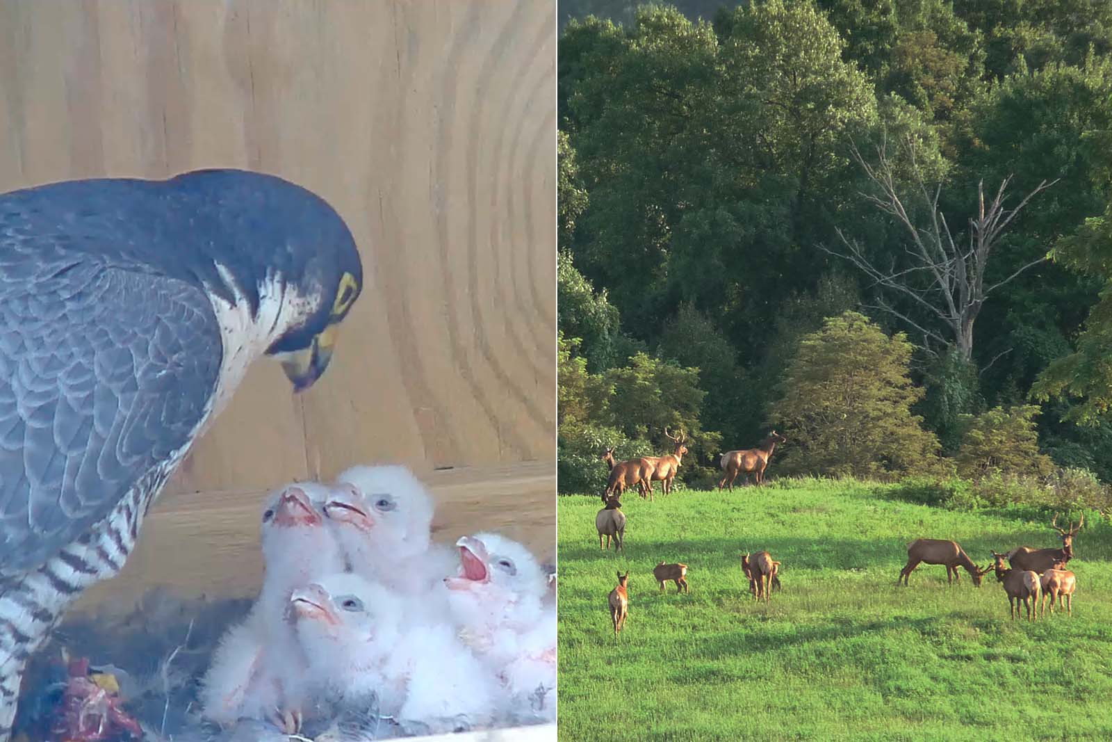 ጭልፊት ወላጅ ጫጩቶቹን ሲመገብ; በመስክ ላይ የቆመ የኤልክ ቡድን