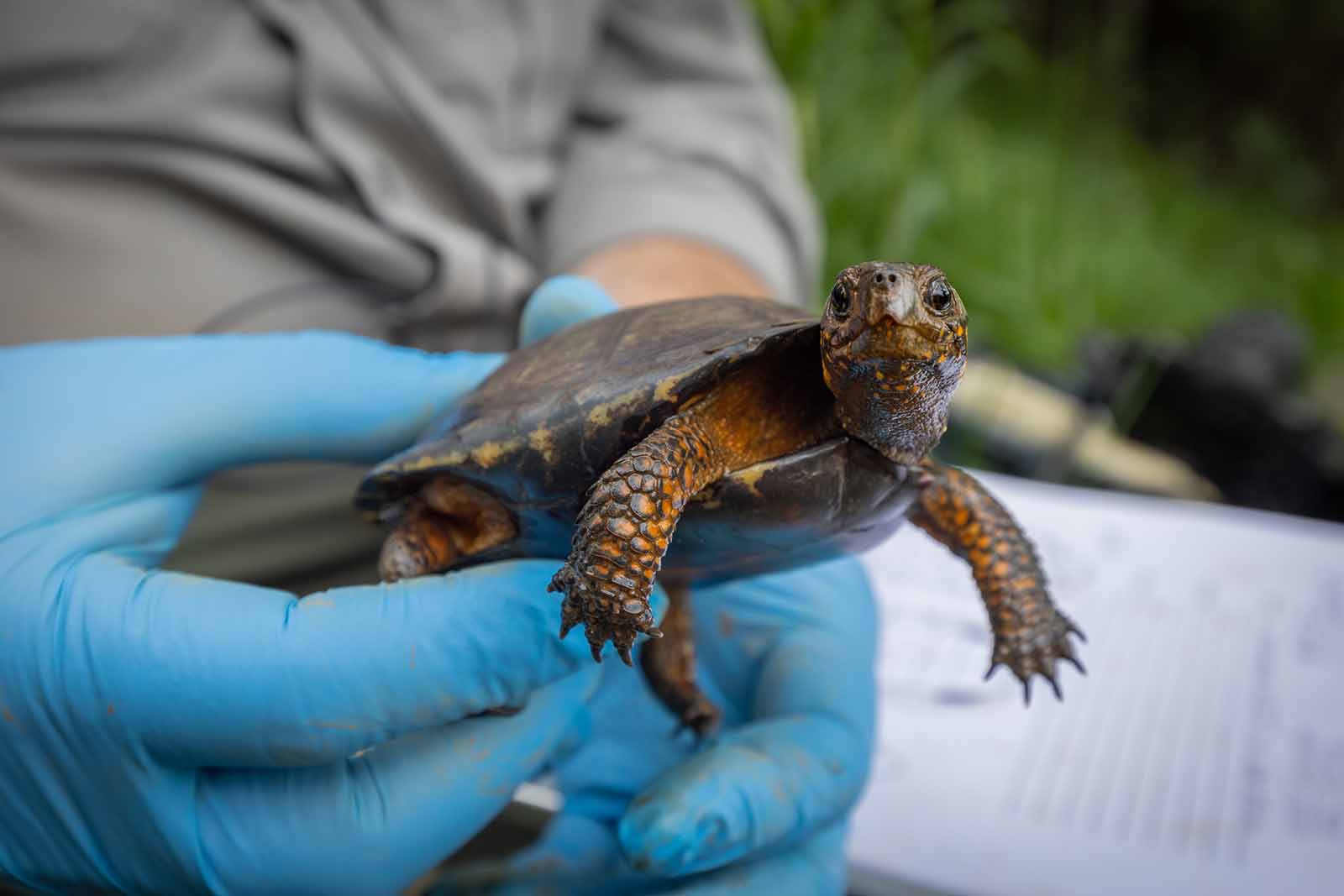 የቦግ ኤሊ ስርጭትን በተመለከተ ያለውን እውቀት ማስፋት