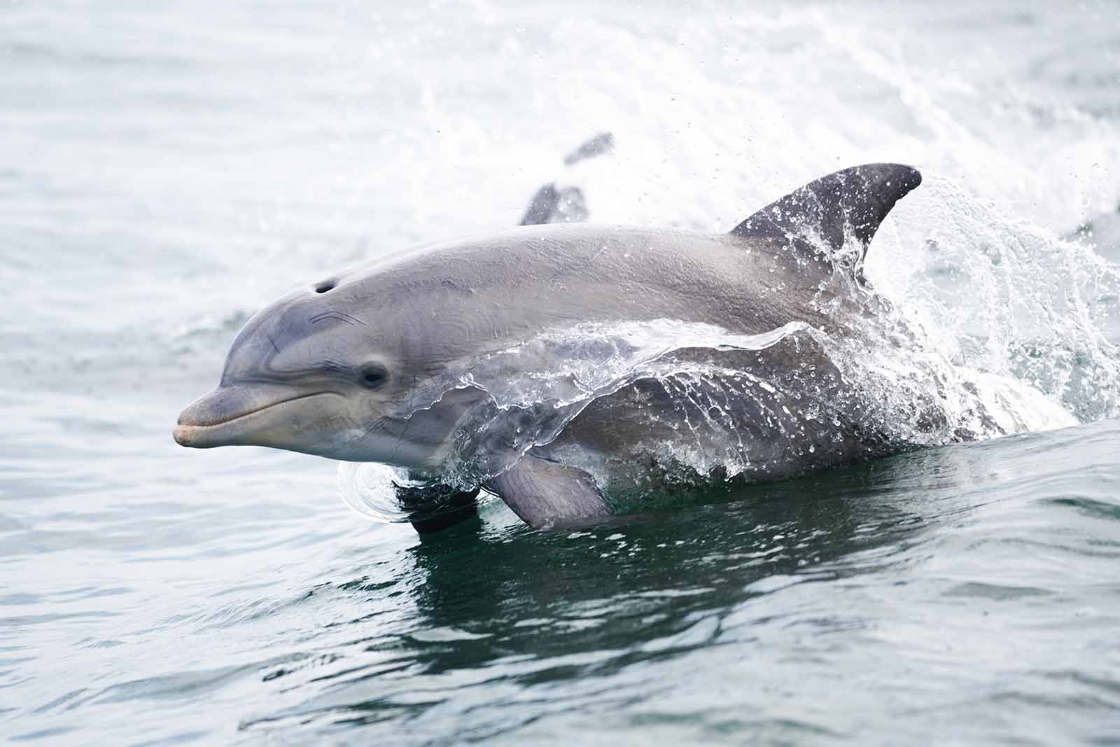 የባህር ኤሊ እና የባህር አጥቢ እንስሳት ጥበቃ ዕቅዶች ተዘጋጅተዋል