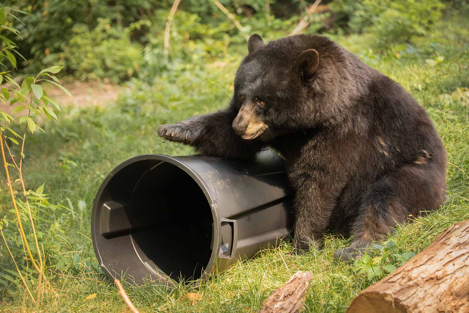 የሰው-ዱር እንስሳት ግጭት ባለሙያ ተቀጥሯል