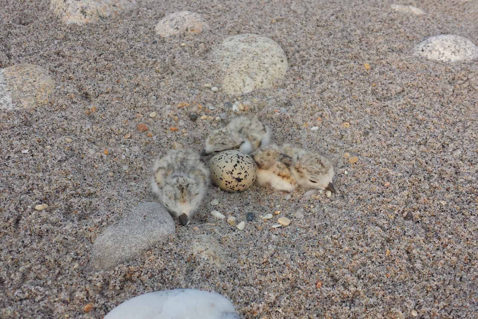 ለፓይፒንግ ፕሎቨር መንገድ መፍጠር