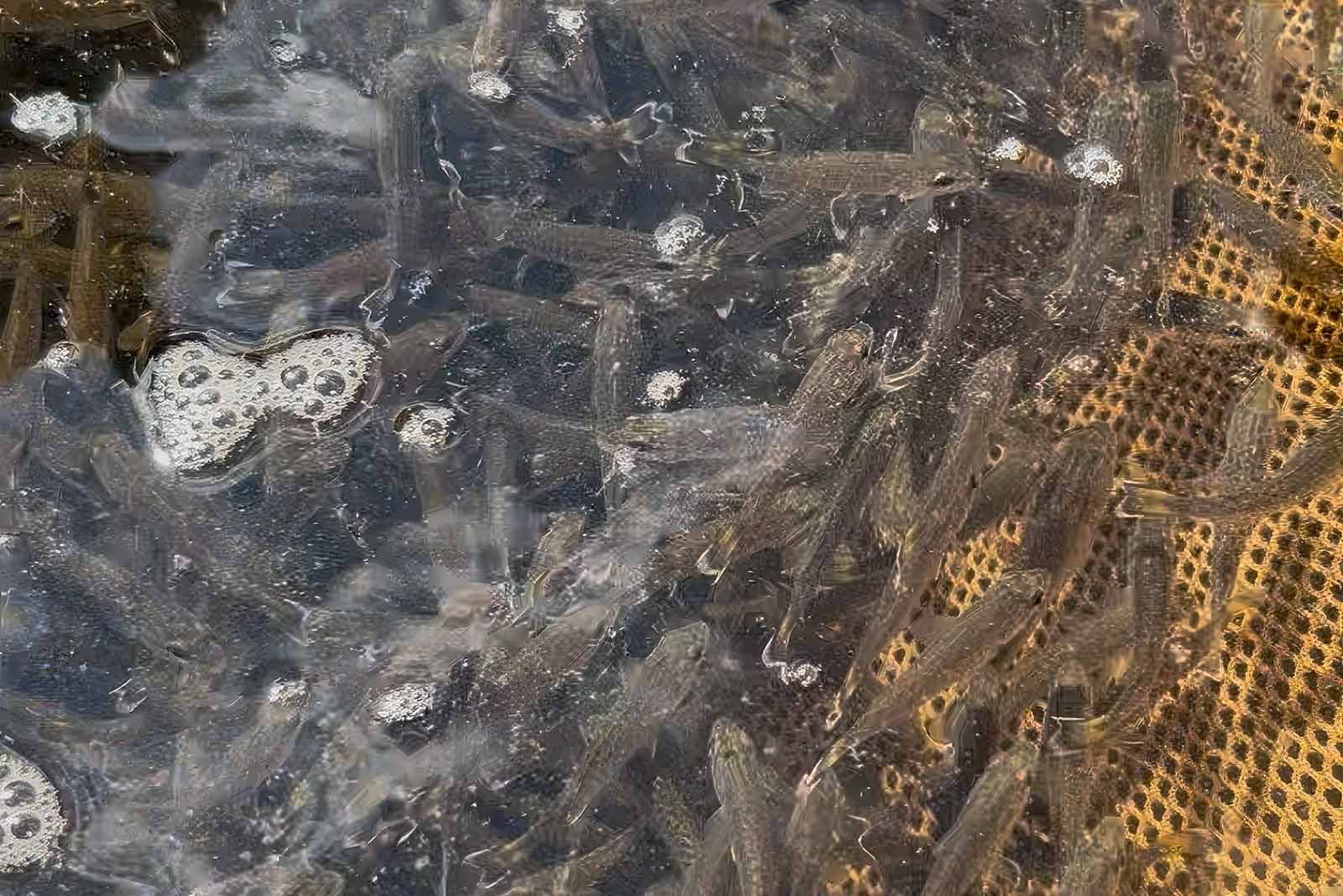 የስሞልማውዝ ባስ ምርት እና ክምችት ከሚጠበቀው በላይ ነው