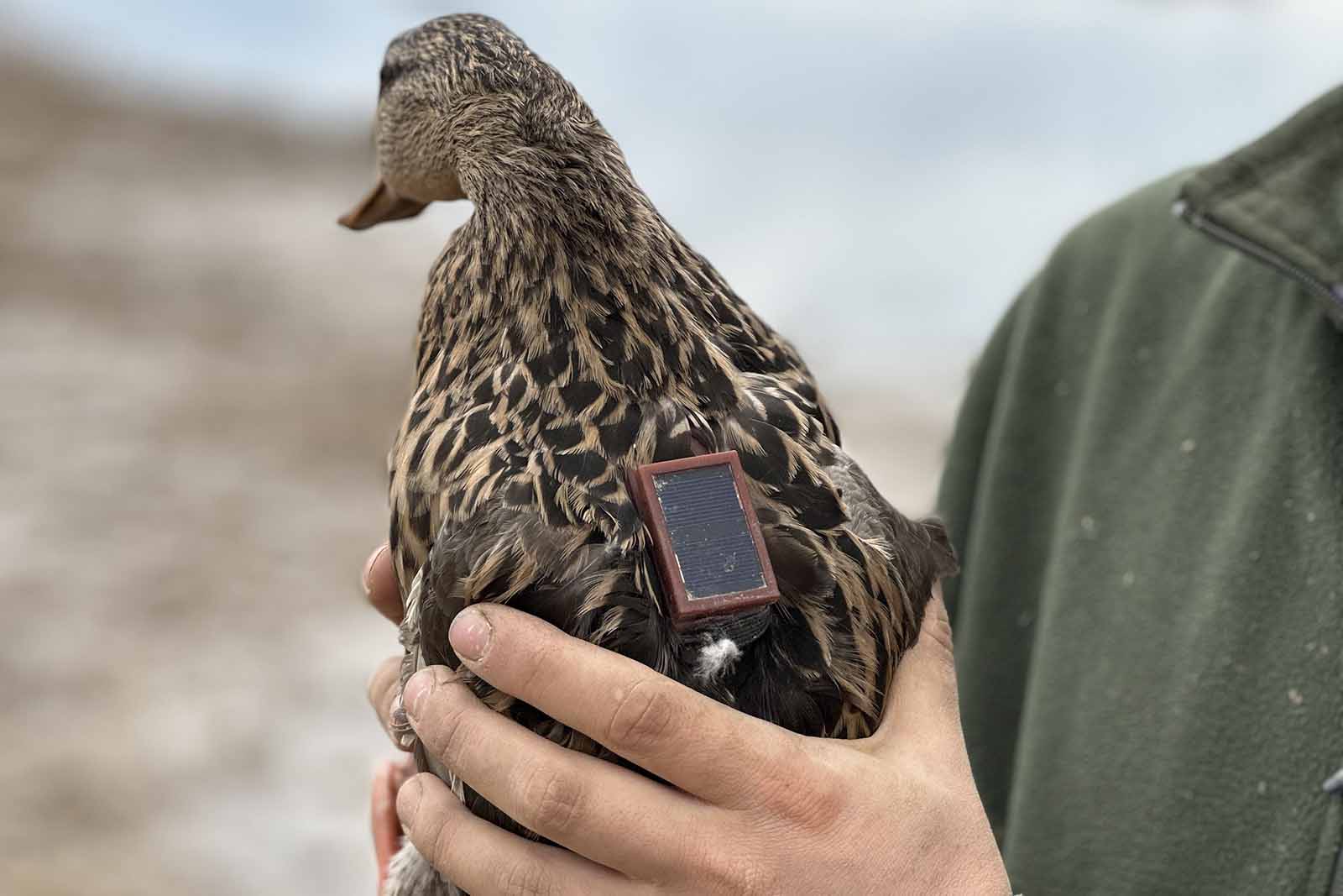 የውሃ ወፎችን ፍልሰት ማጥናት