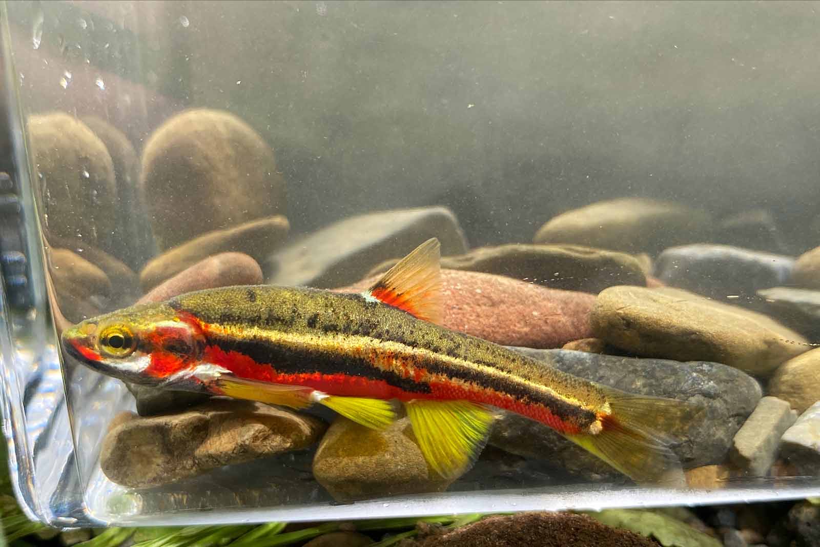 ቴነሲ ዳስ ተገኝቷል