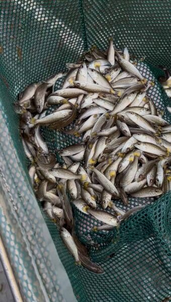 ትናንሽ ዓሦች በመረብ ውስጥ