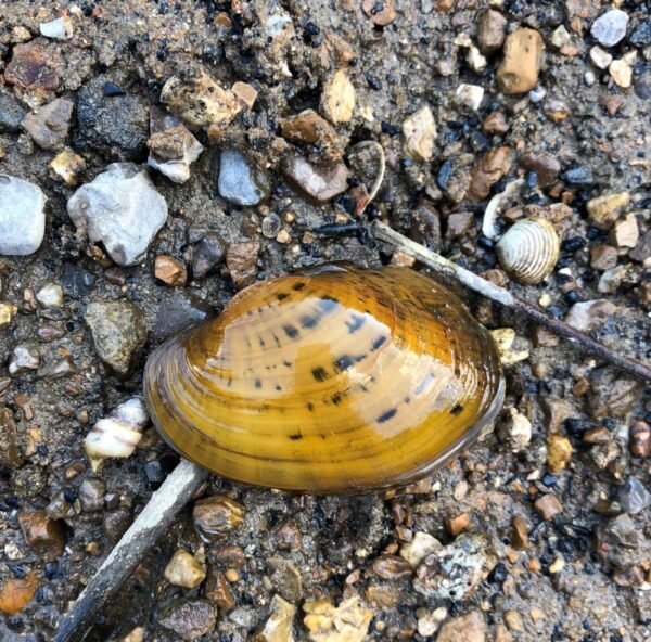 የ Pheasantshell ምስል