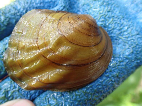 የሶስትሬጅ ምስል