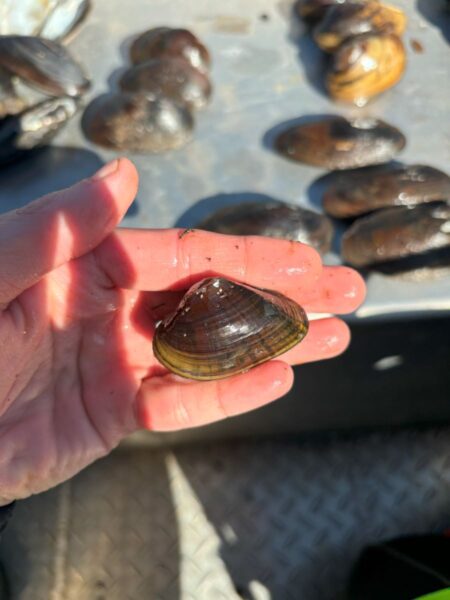 የሶስት ማዕዘን ተንሳፋፊ ምስል