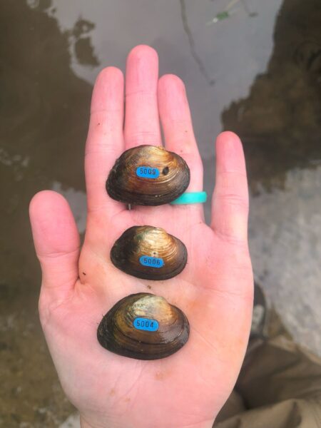 የ Slippershell Mussel ምስል