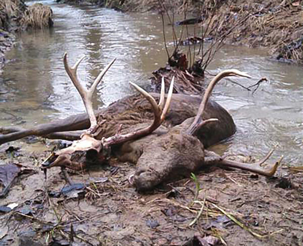 በጅረት ውስጥ የተኛች የሟች አጋዘን ፎቶ።