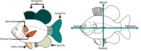 ምሳሌዎች በ © ማካይላ ዴቪቮ - DWR
