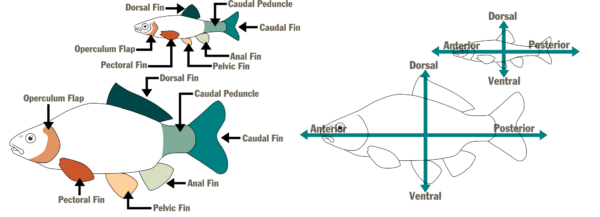 ምሳሌዎች በ © ማካይላ ዴቪቮ - DWR