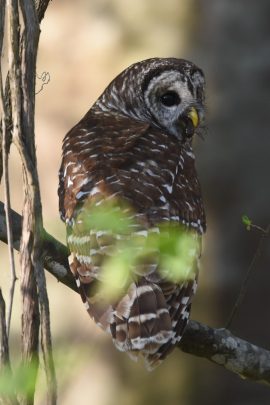 [Áñ ím~ágé ó~f á bá~rréd~ ówl h~óldí~ñg á c~ráwf~ísh]