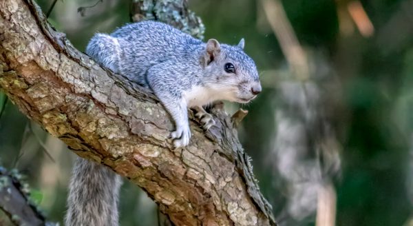 Delmarva Fox Squirrel.