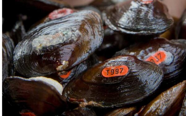 የተባዛው ጄምስ ስፒኒመስሰል በእንደገና መግቢያ ቦታ ላይ ተተክሏል። ፎቶ በ © Meghan Marchetti - DWR