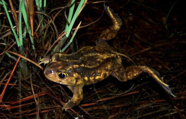 የምስራቃዊ Spadefoot ምስል