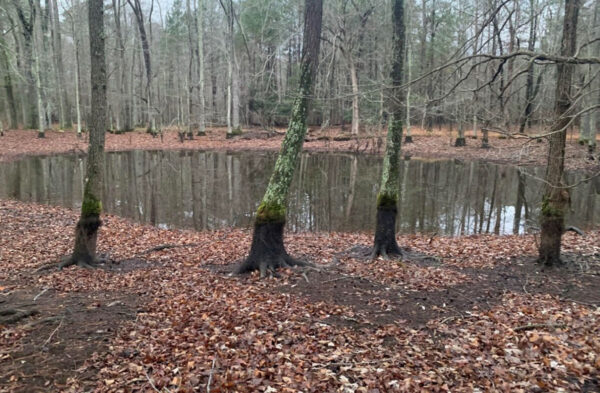 የመራቢያ መኖሪያ ለምስራቅ ነብር ሳላማንደር። ፎቶ በ © JD Kleopfer - የስቴት ሄርፔቶሎጂስት - DWR