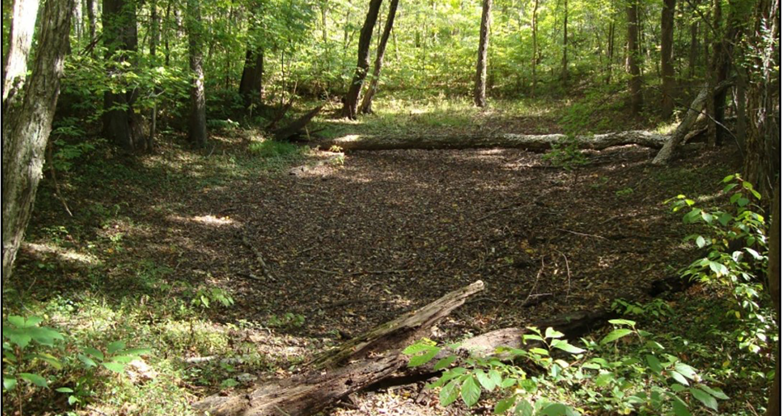 በጫካ ውስጥ መሬት ውስጥ ደረቅ የመንፈስ ጭንቀት የሚያሳይ ፎቶ።