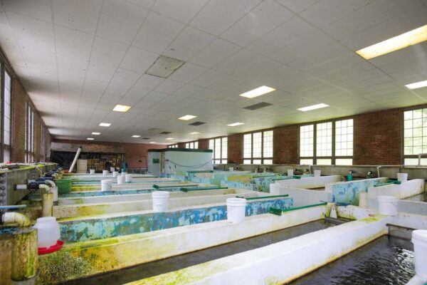 የቤት ውስጥ የኮንክሪት እርባታ የእሽቅድምድም መንገዶች።