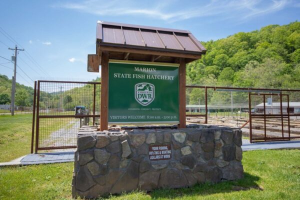 የማሪዮን ዓሳ ሃቸር የእንኳን ደህና መጣችሁ ምልክት