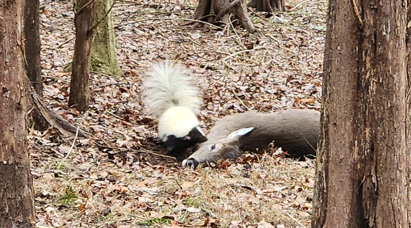 አንድ ስካንክ በጫካ ውስጥ የሞተ አጋዘን አስከሬን ሲያሸት የሚያሳይ ፎቶ።