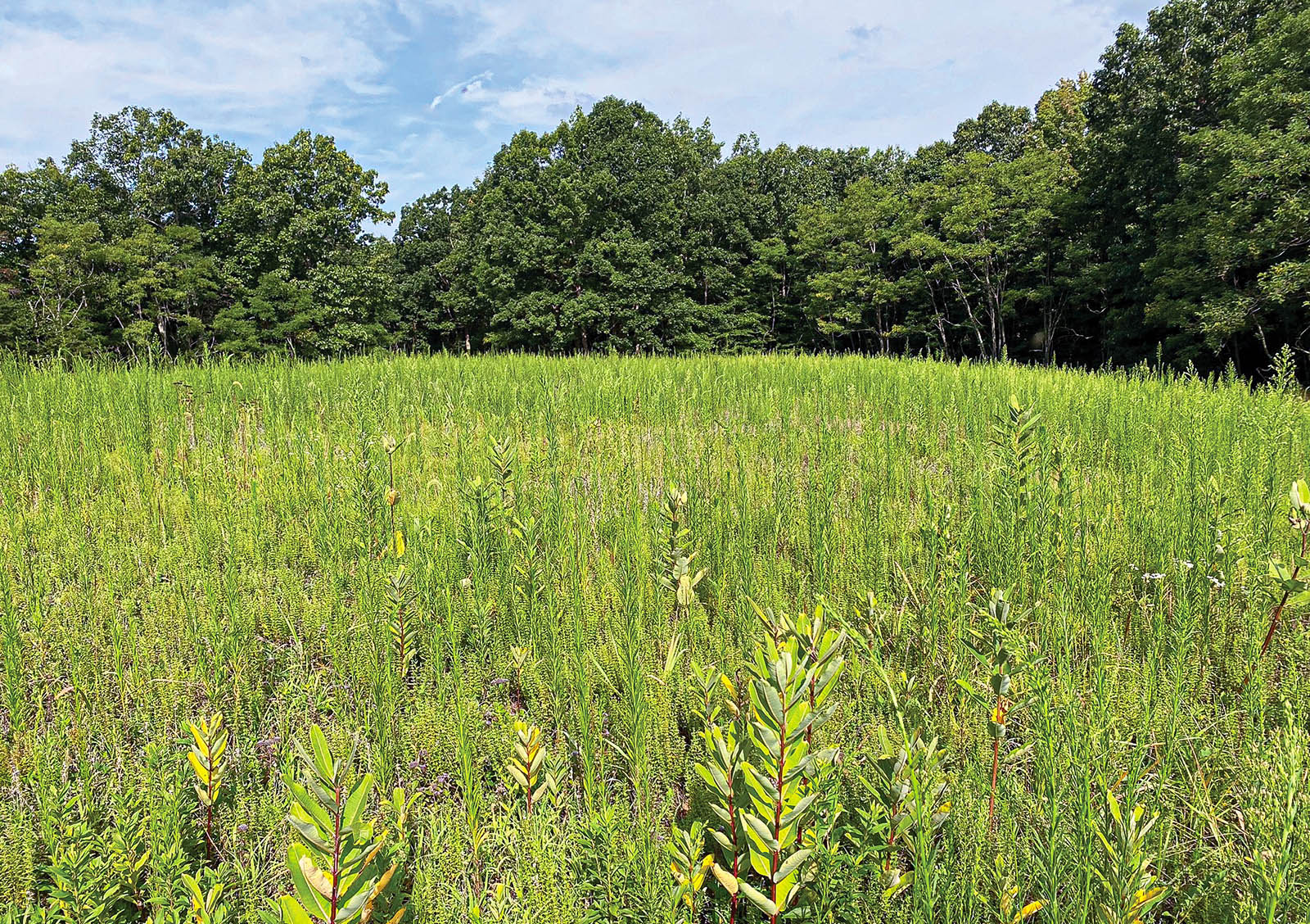 የረጅም ሣር ክፍት የሆነ መስክ ፎቶ።