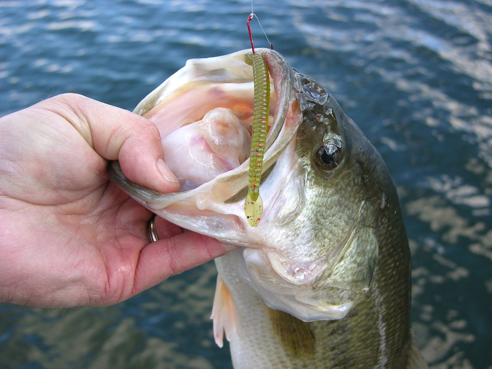 A photo of a largemouth bass being held up out of the water by the jaw with a hook through its lip and a plastic worm attached to the hook.