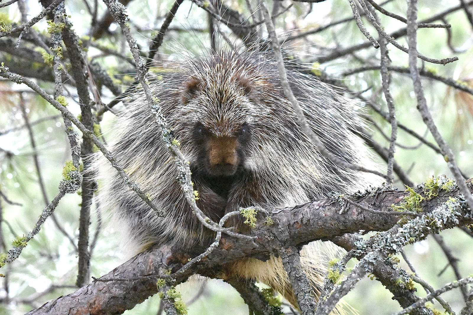 በዛፍ ቅርንጫፍ ላይ ተቀምጦ ያለ የዱር አሳማ (porcupine) ፎቶ።