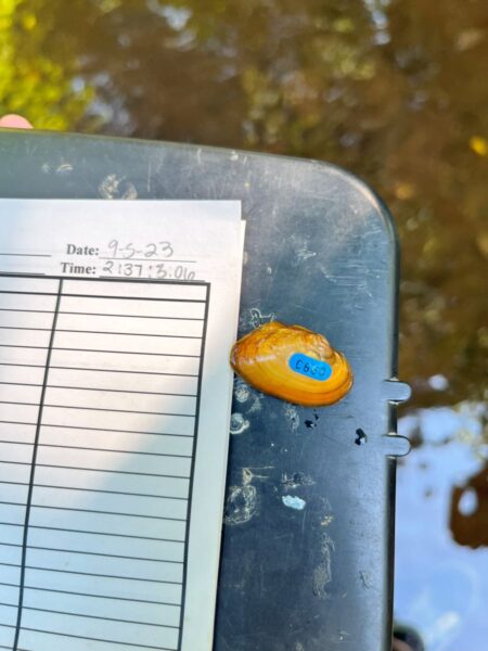 የጄምስ ስፒኒሞሰል ምስል