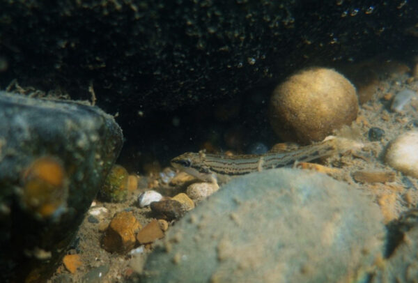 በዥረት-ታች ላይ በቤት ውስጥ ያለ Ashy Darter። ፎቶ በ © Maddie Cogar - DWR