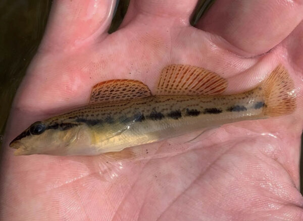 የ Ashy Darter ምስል