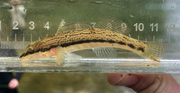 አሺ ዳርተር በትንሽ የውሃ ውስጥ ውሃ ውስጥ እየታየ ነው።