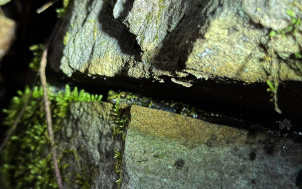 አንድ አረንጓዴ ሳላማንደር በድንጋይ ክሪቪስ ውስጥ ባለው ሙዝ መካከል ታየ። ፎቶ በ © አሮን ማዙሎስ