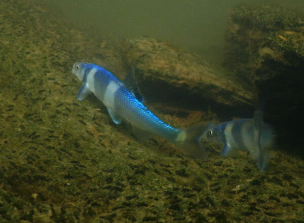 የስፖትፊን ቹብ ምስል