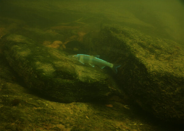 የቤንቲክ ዞንን ለምግብ ማሰስ ስፖትፊን ቹብ።