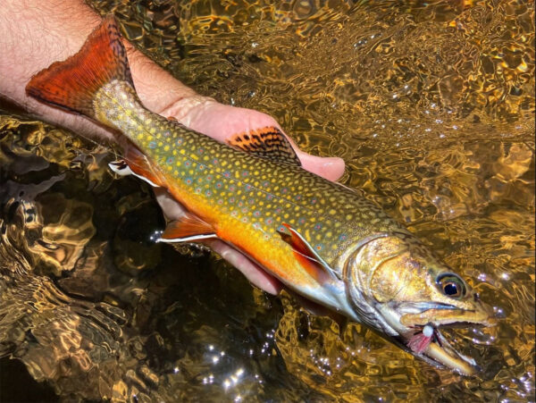 ብሩክ ትራውት በደረቅ ዝንብ ላይ ተያዘ