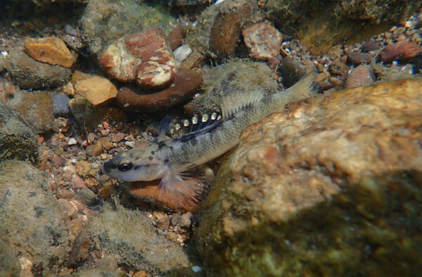 የ Duskytail Darter ምስል