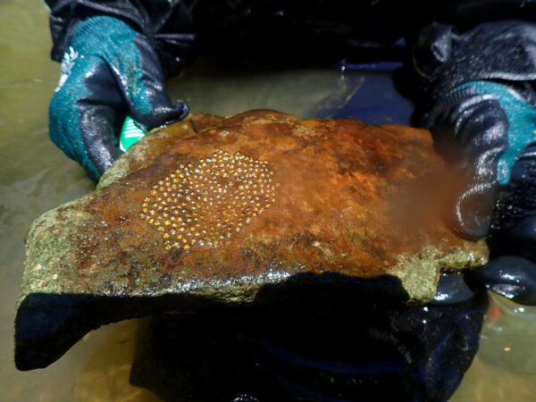 የDWR የውሃ ባዮሎጂስት የዱስኪቴይል ዳርተር መክተቻ ድንጋይ ያሳያል።