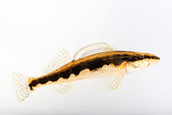 የሲክል ዳርተር ምስል