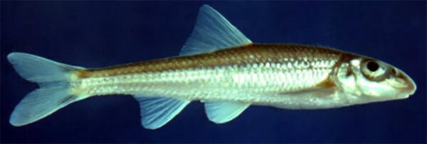 የስሌንደር ቹብ ምስል