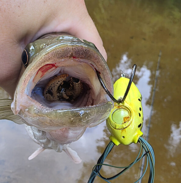 በጉሮሮው ውስጥ ክሬይፊሽ ያለው ስፖትድድ ባስ አሁንም የውሃ ላይ እንቁራሪት ያማልላል።