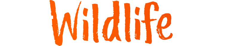 እውነተኛ የዱር እንስሳት ወንጀል