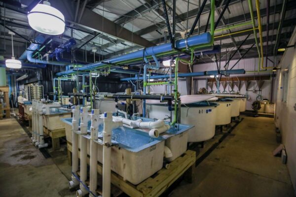 የመዋኛ ገንዳዎችን እና የፓም ስርዓቶችን የሚያሳይ የቤት ውስጥ የፍየል ምስል።