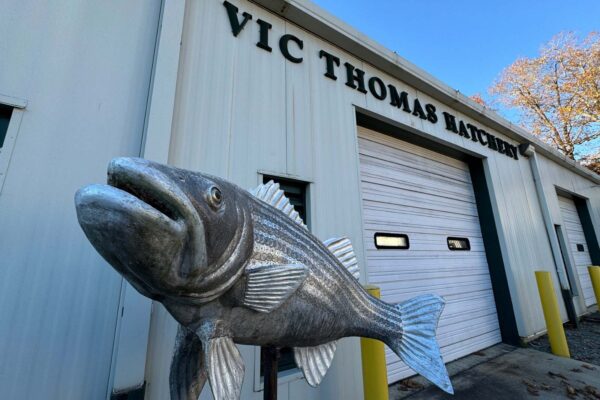 የቪክ ቶማስ ሃቸሪ ፊት ለፊት የሚገኝ ተቋም እና የብረት የዓሣ ቅርፃቅርፅ።